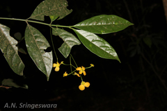 Glyptopetalum grandiflorum
